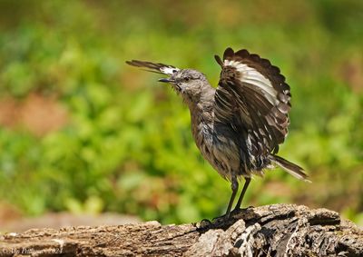 Northern Mockingbird