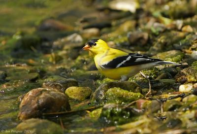American Goldfinch - male