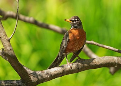 American Robin
