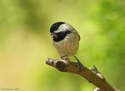 Carolina Chickadee
