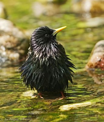 European Starling