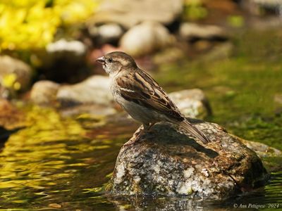 House Sparrow - female