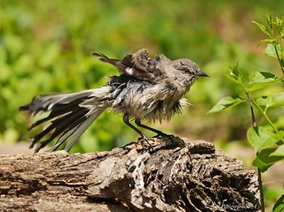 Northern Mockingbird