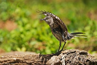 Northern Mockingbird