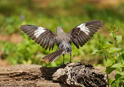 Northern Mockingbird
