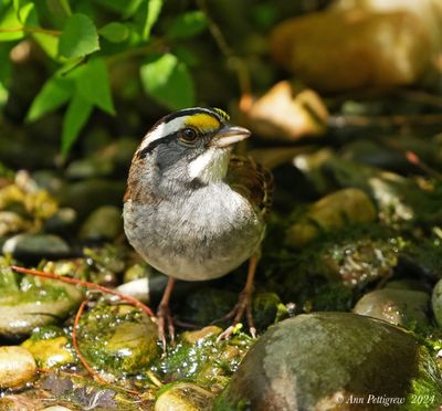 White-throated Sparrow