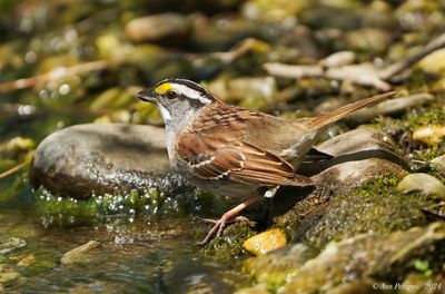 White-throated Sparrow