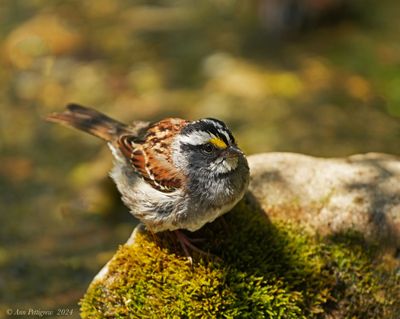 White-throated Sparrow