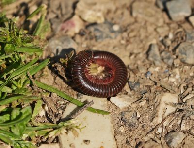 Millipede