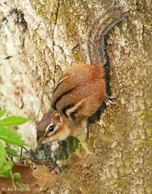 Eastern Chipmunk