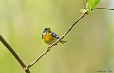 Northern Parula