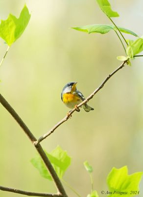 Northern Parula