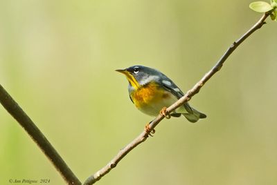 Northern Parula