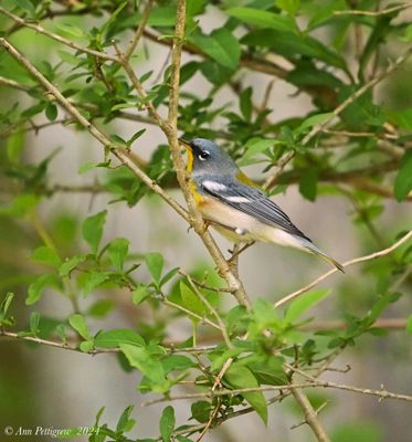 Northern Parula