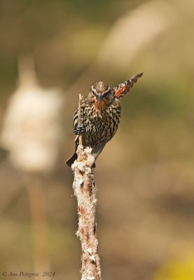 Red-winged Blackbird - female