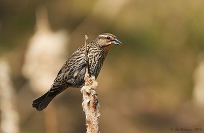 Red-winged Blackbird - female