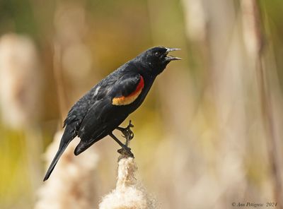 Red-winged Blackbird - male