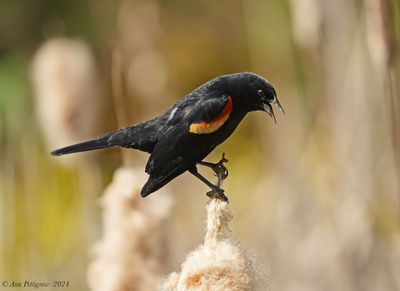 Red-winged Blackbird - male