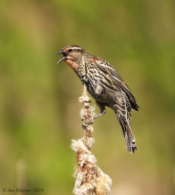 Red-winged Blackbird - female