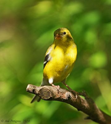American Goldfinch - female
