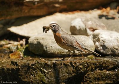 American Robin