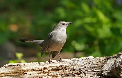 Gray Catbird