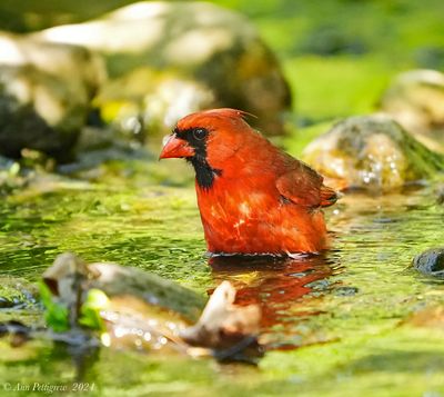 Northern Cardinal - male