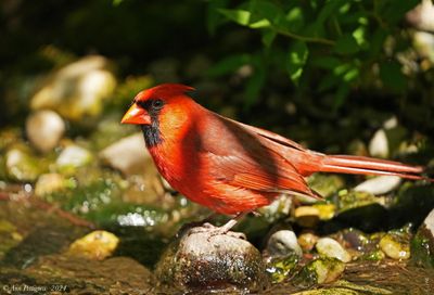 Northern Cardinal - male