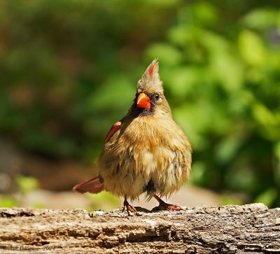 Northern Cardinal - female