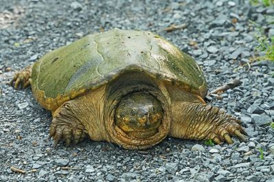 Common Snapping Turtle