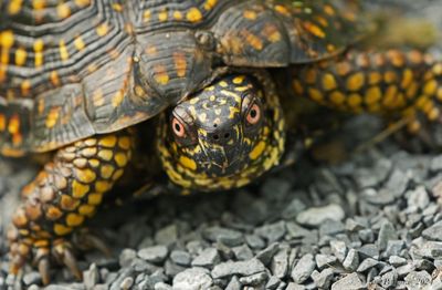 Eastern Box Turtle