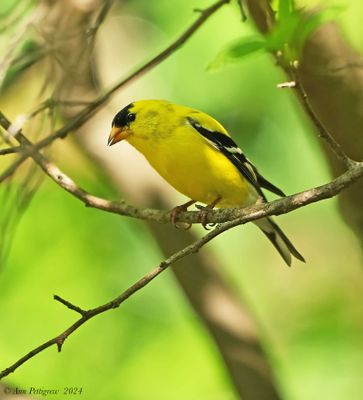 American Goldfinch
