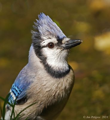 Blue Jay