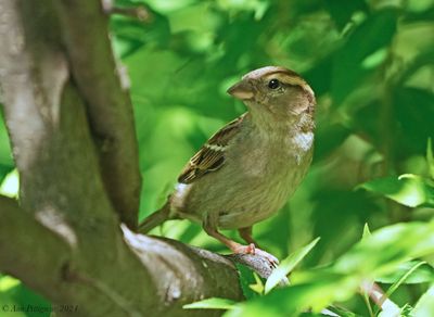 House Sparrow