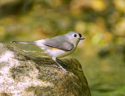 Tufted Timouse