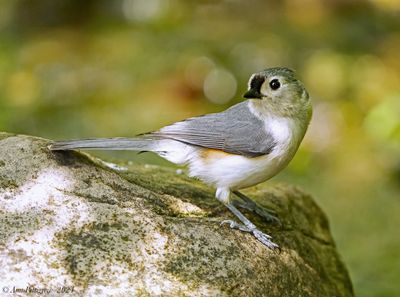Tufted Timouse