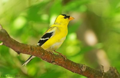 American Goldfinch