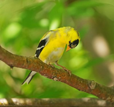 American Goldfinch