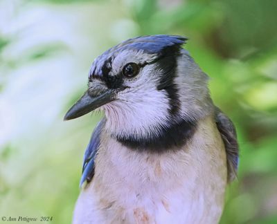 Blue Jay