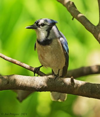 Blue Jay