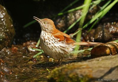 Brown Thrasher