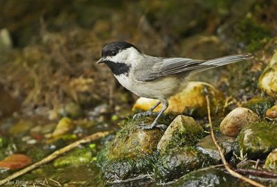Carolina Chickadee