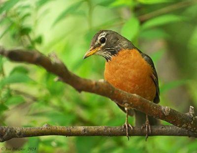 American Robin