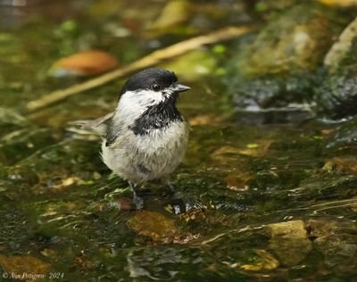 Carolina Chickadee
