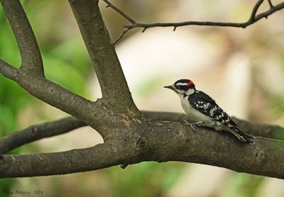 Downy Woodpecker - male