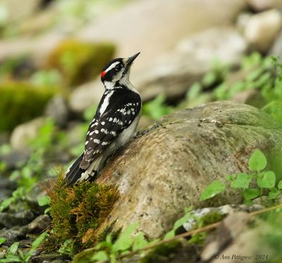 Downy Woodpecker - male