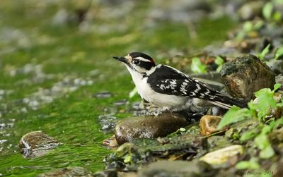 Downy Woodpecker - male