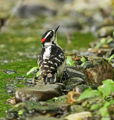 Downy Woodpecker - male
