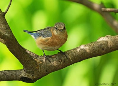 Eastern Bluebird