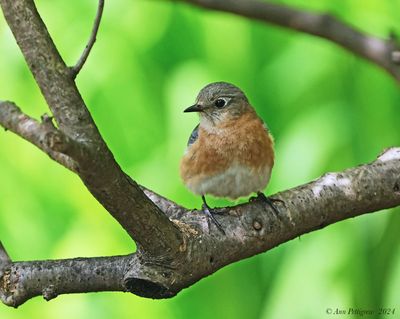 Eastern Bluebird